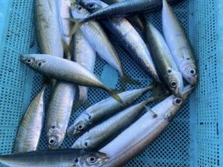 店頭でお聞きください（堤防）サビキ釣り　アジ15〜20cm 多数