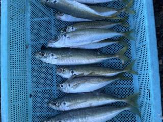 店頭でお聞きください（堤防）サビキ釣り引き続き好調