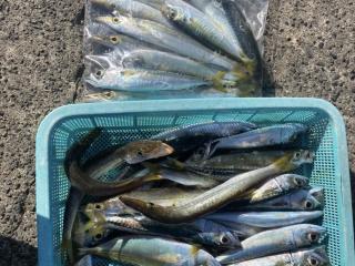 店頭でお聞きください（堤防）サビキ＆アジング