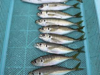 店頭でお聞きください（堤防）アジング好調　アジ＆カマス