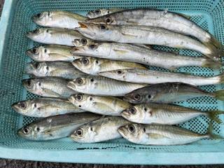 店頭でお聞きください（堤防）アジング好調　アジ＆カマス