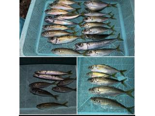 店頭でお聞きください（堤防）アジ＆サバ