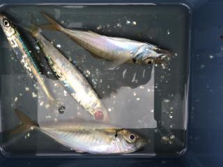 松部港（堤防）釣れたー！！