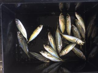 松部（堤防）日中もポツポツ釣れました。