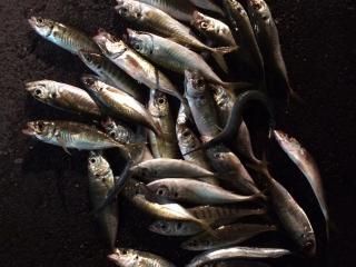豊浜（テトラポット）アジ大漁！！サヨリもたくさんいます。