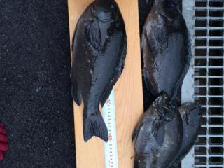 勝浦地磯（磯）粒ぞろい！！