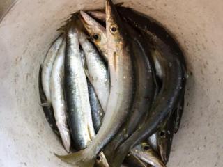 勝浦周辺（堤防）カマス釣れてます。