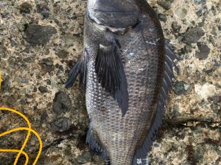 浜荻地磯（磯）夏のクロダイは最高