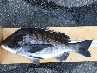 小湊 沖磯（磯）今年最後の‼︎