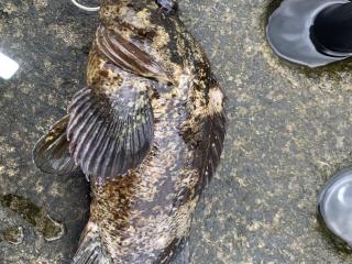 鴨川（磯）カニ餌でムラソイ