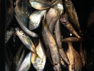 松部港（堤防）色々な魚が釣れて楽しかったぜー！！