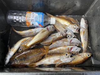 勝浦周辺（堤防）アジング釣果